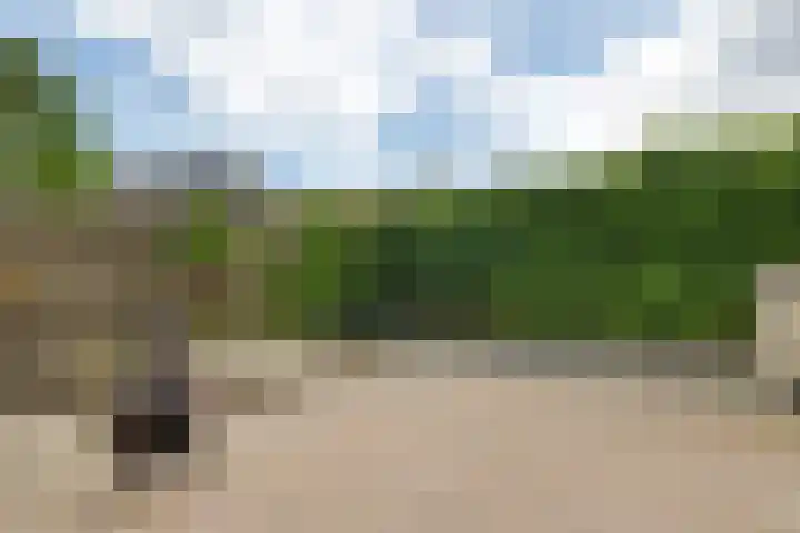 Boerhoorn 70 Oosterhesselen thumbnail 31