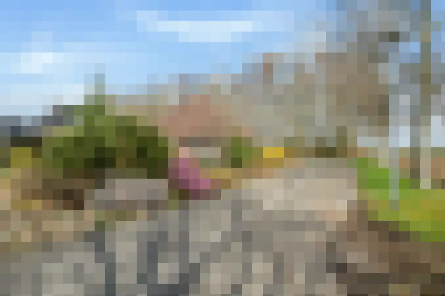 Boerhoorn 9 Vlagtwedde thumbnail 5