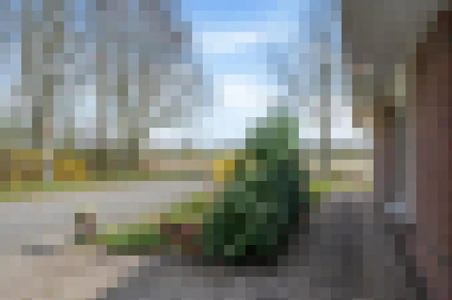 Boerhoorn 9 Vlagtwedde thumbnail 9