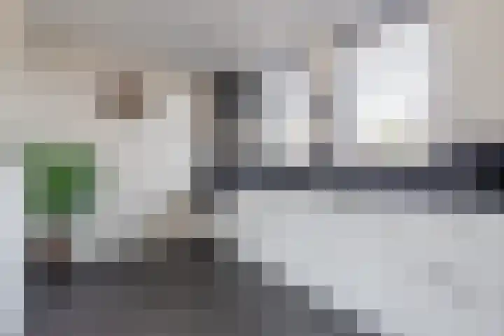 Boerhoorn 9 Vries thumbnail 9