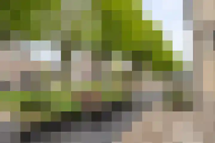 Boerhoorndreef 76 Assen thumbnail 42