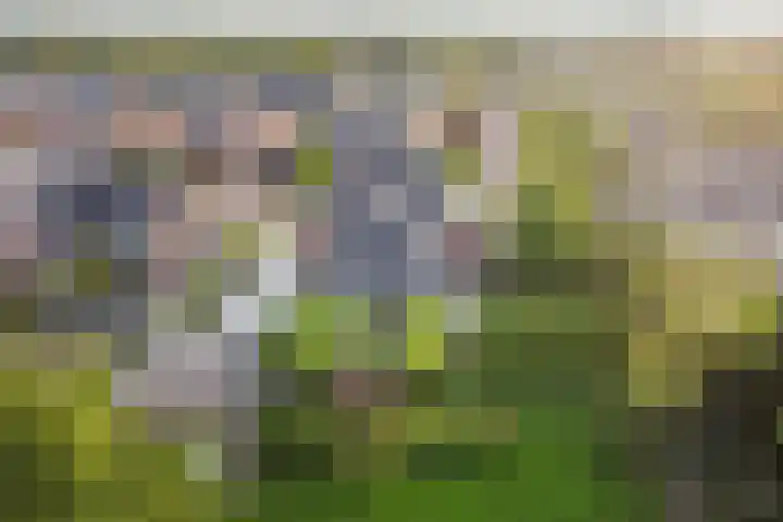 Boermaat 50 Westerbork thumbnail 33