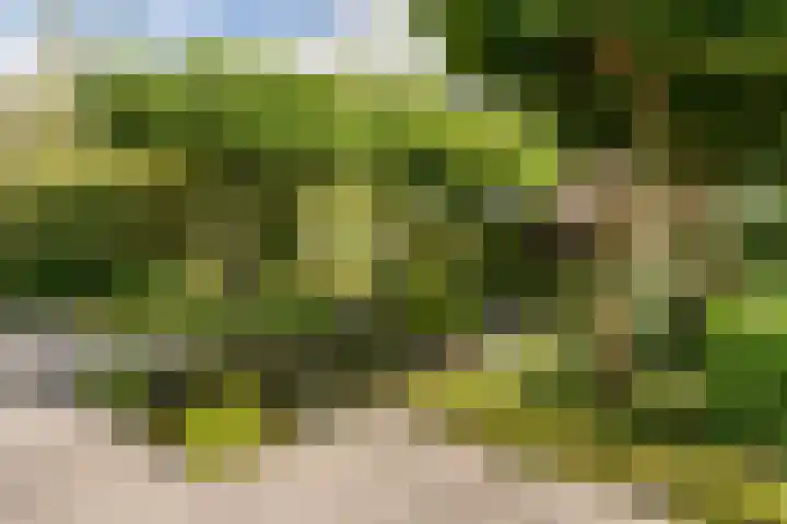 Boermaat 50 Westerbork thumbnail 45