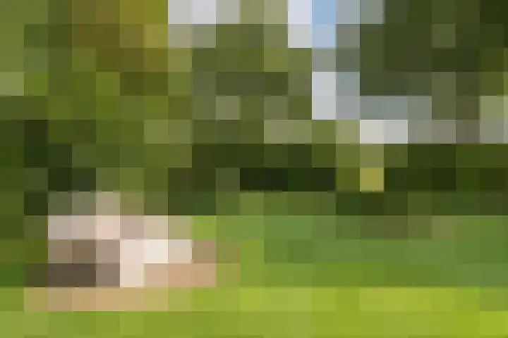 Boermaat 50 Westerbork thumbnail 50