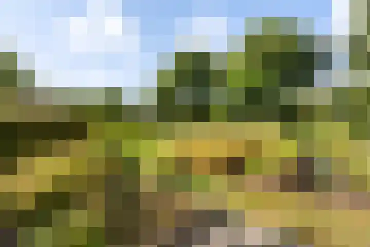 Boermaat 50 Westerbork thumbnail 52