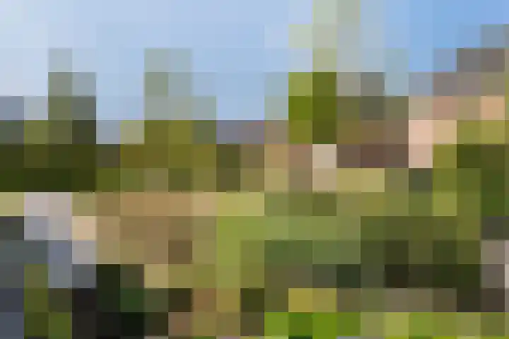 Boermaat 50 Westerbork thumbnail 57