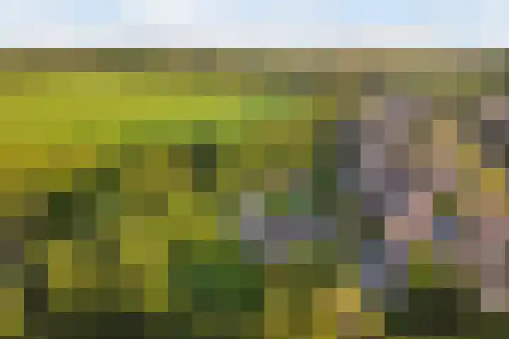 Boermaat 50 Westerbork thumbnail 60
