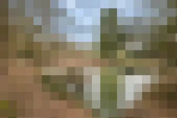 Boermarke 12 Vries thumbnail 35