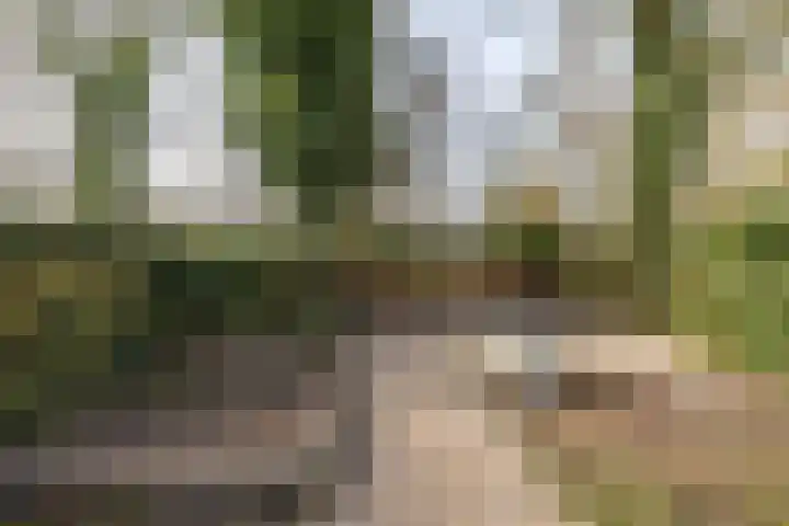 Boermarke 20 Vries thumbnail 43