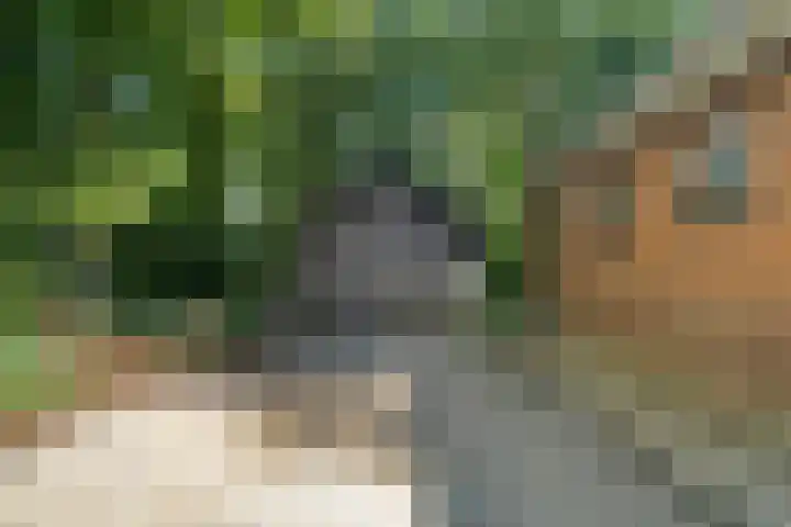Boermastreek 20 Exloërveen thumbnail 38