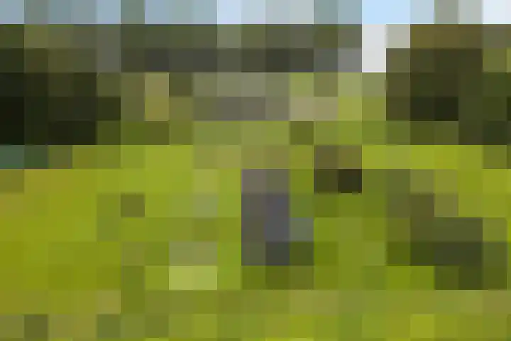 Boermastreek 20 Exloërveen thumbnail 57