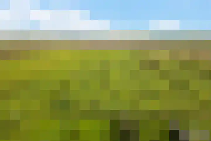 Boermastreek 20 Exloërveen thumbnail 64