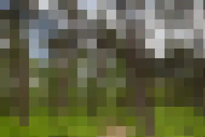 Boerweg 40 Emst thumbnail 21