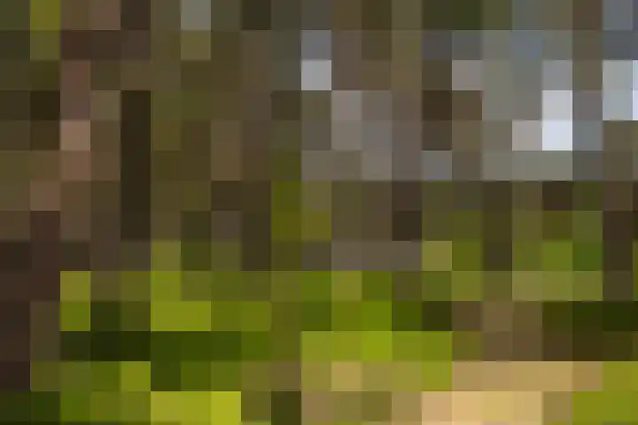 Boerweg 40 Emst thumbnail 22