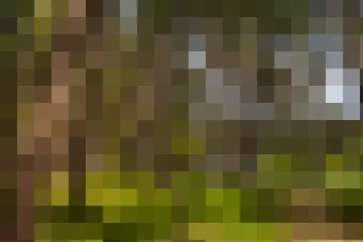 Boerweg 40 Emst thumbnail 23