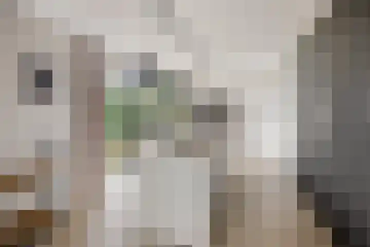 Boerweg 6 a Hasselt thumbnail 13