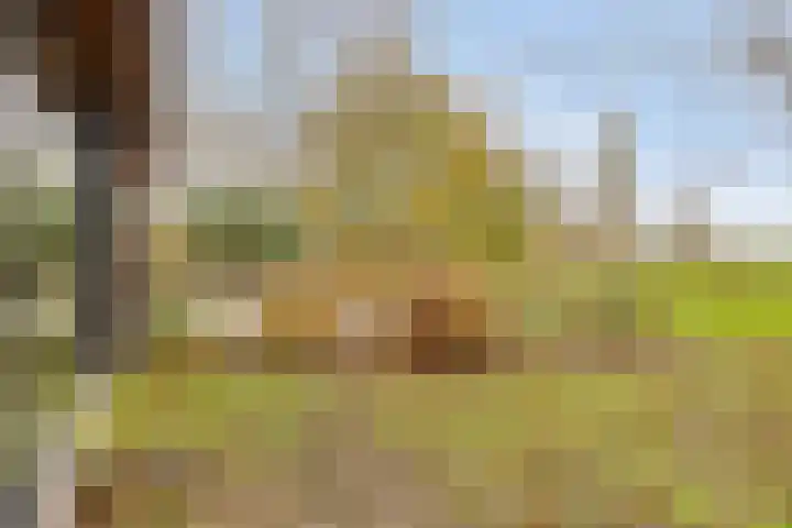 Boerweg 6 a Hasselt thumbnail 31