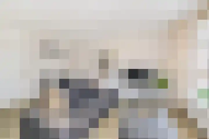 Boesemsingel 52 Bodegraven thumbnail 7
