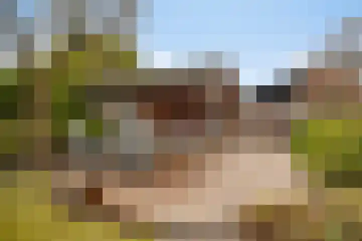 Boesvelderdijk 5 Westendorp thumbnail 45