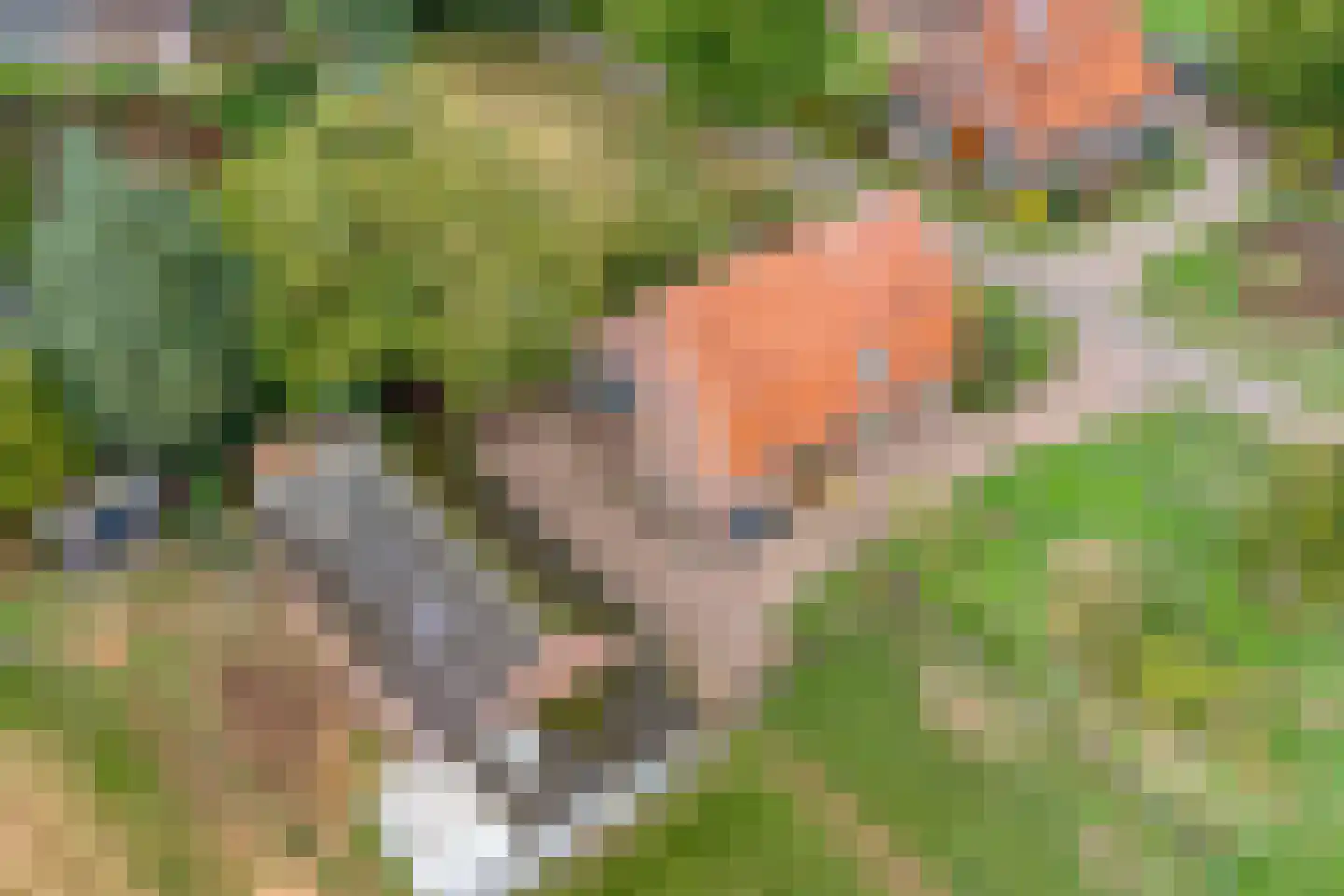 Boesveldsedijk 14 Dinxperlo thumbnail 4
