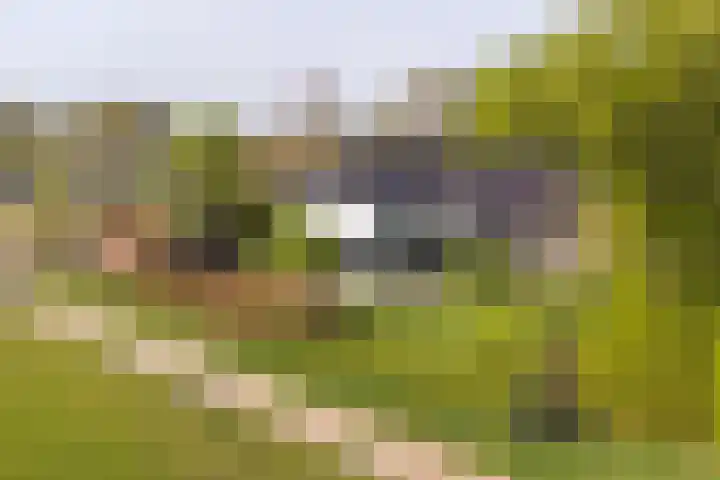 Boetseweg 25 Roswinkel thumbnail 145
