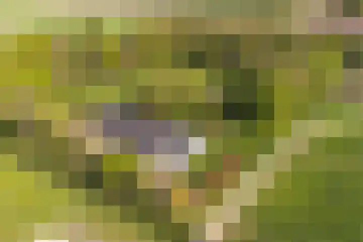 Boetseweg 25 Roswinkel thumbnail 166