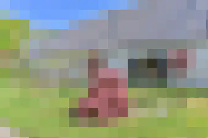 Boetseweg 25 Roswinkel thumbnail 17