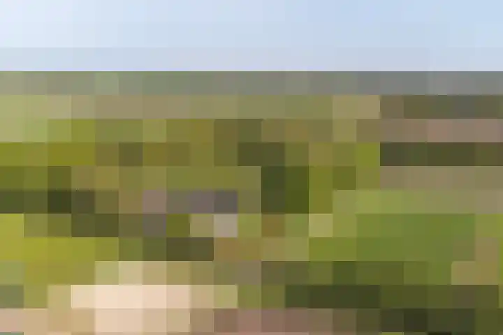 Boetseweg 25 Roswinkel thumbnail 5