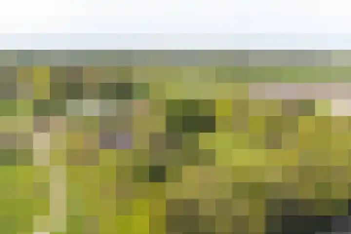 Boetseweg 25 Roswinkel thumbnail 6