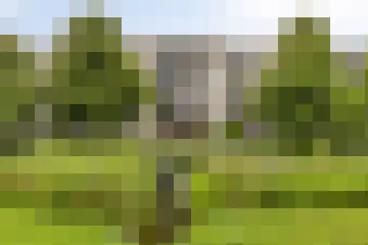 Boezemkade 333 Rotterdam thumbnail 40