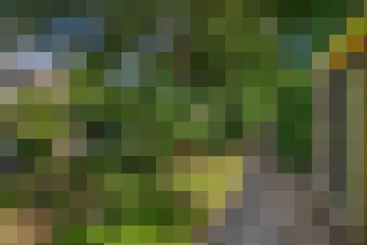 Boezemweg 23 Waddinxveen thumbnail 25