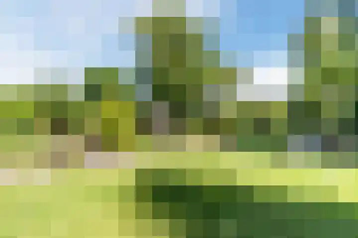 Bogardeind 161 Geldrop thumbnail 50