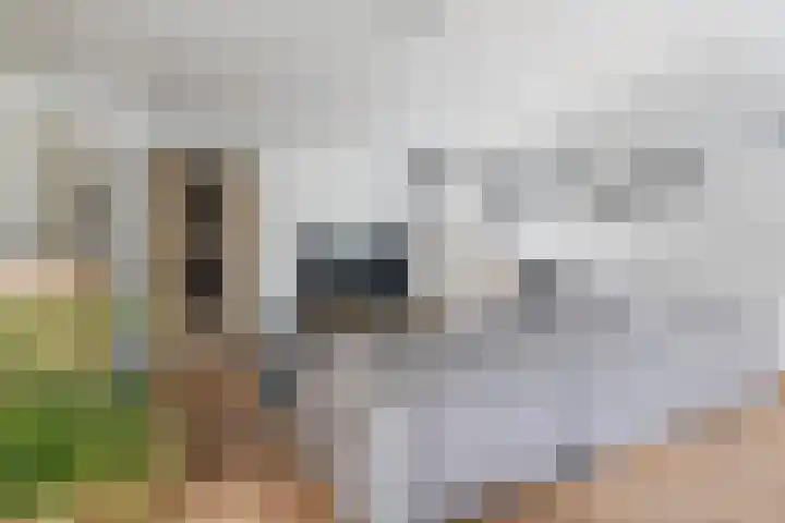 Boisotstraat 74 Utrecht thumbnail 9