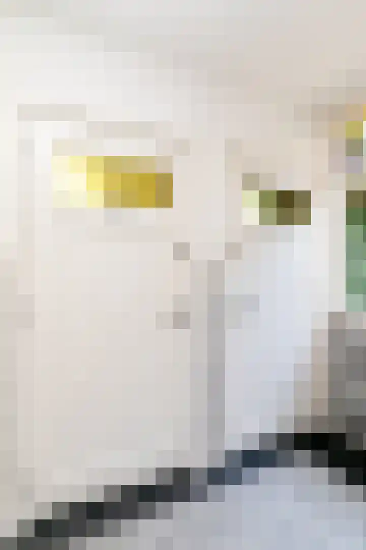 Bokhamerstraat 1 l Tilburg thumbnail 20