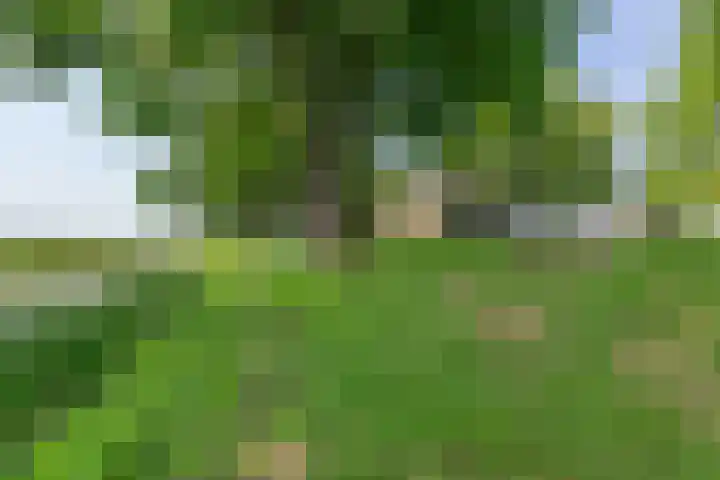 Bokkeleane 2 Oudega thumbnail 45