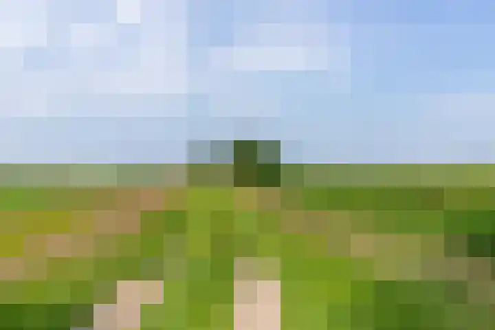 Bokkeleane 2 Oudega thumbnail 50