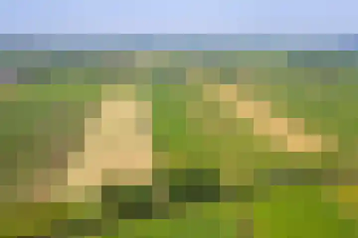 Bokkeleane 2 Oudega thumbnail 52