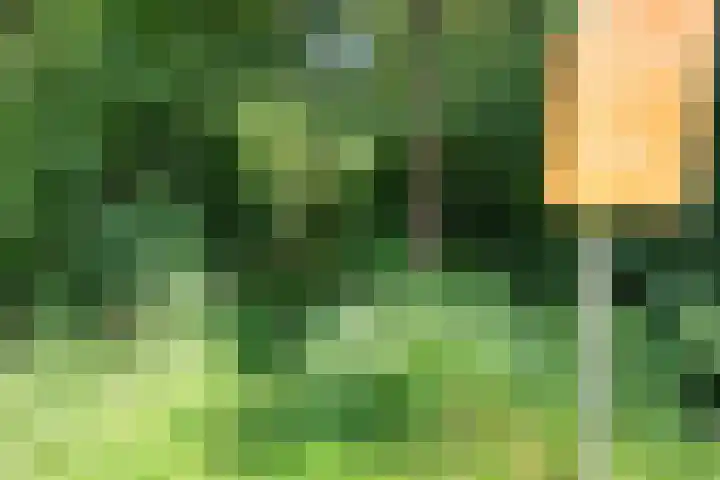 Bokkeleane 2 Oudega thumbnail 57