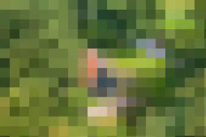 Bokkeleane 2 Oudega thumbnail 60