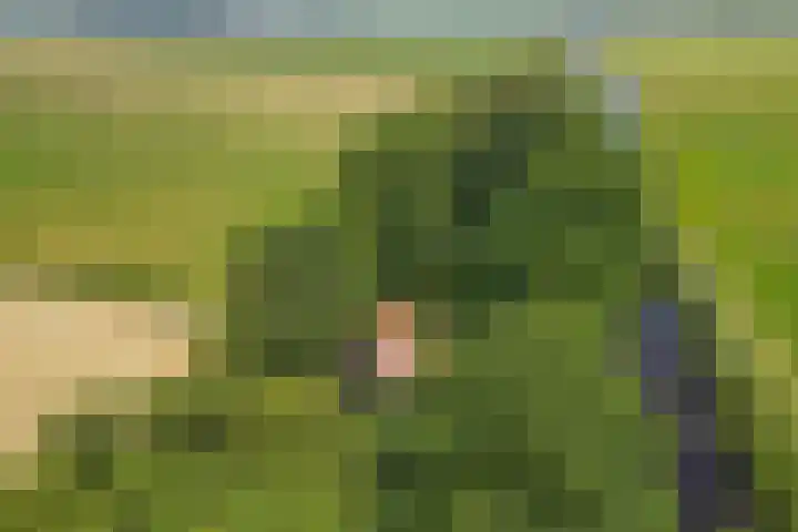 Bokkeleane 2 Oudega thumbnail 7