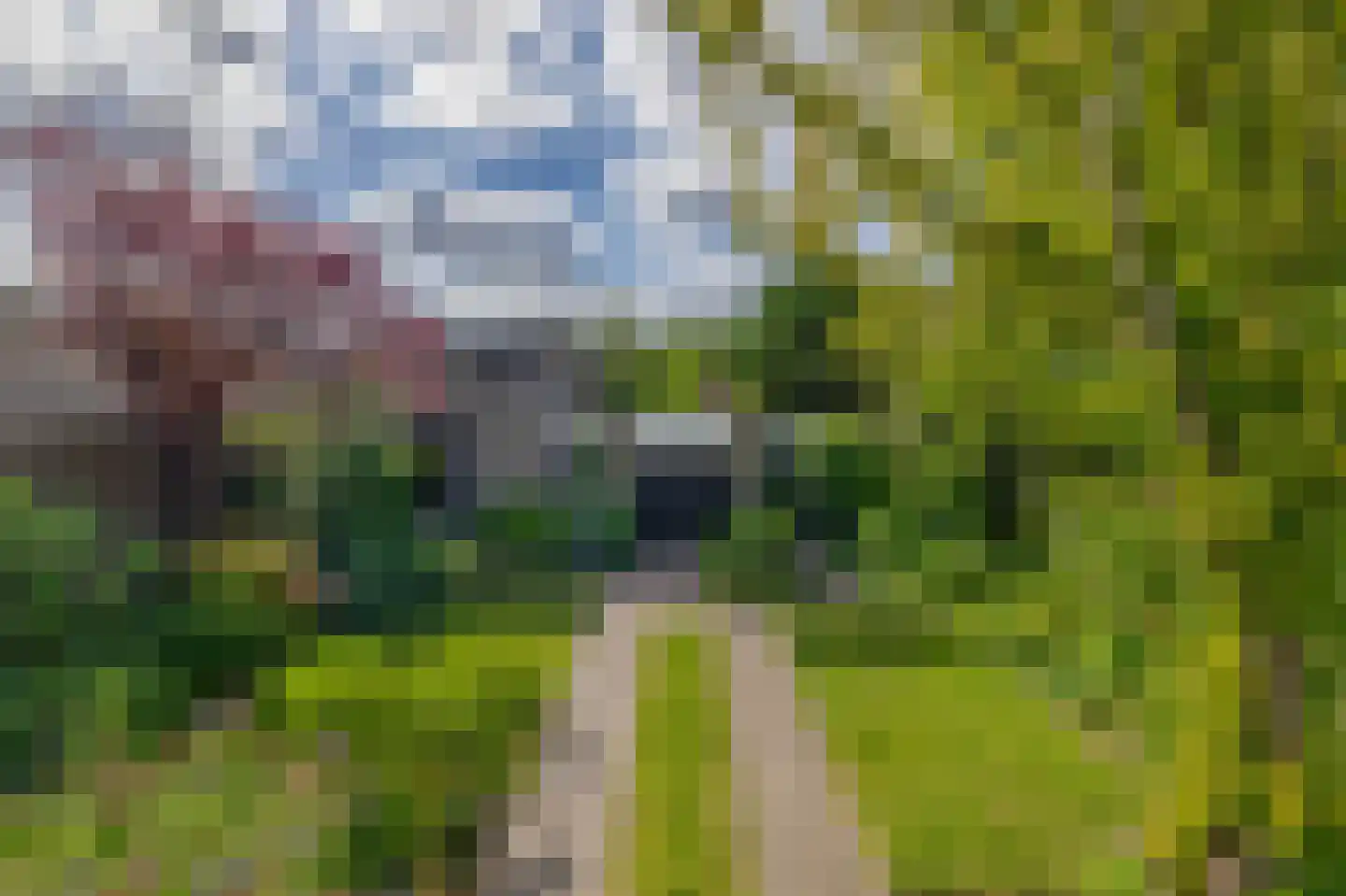 Boksdoorn 1 Krimpen aan den IJssel