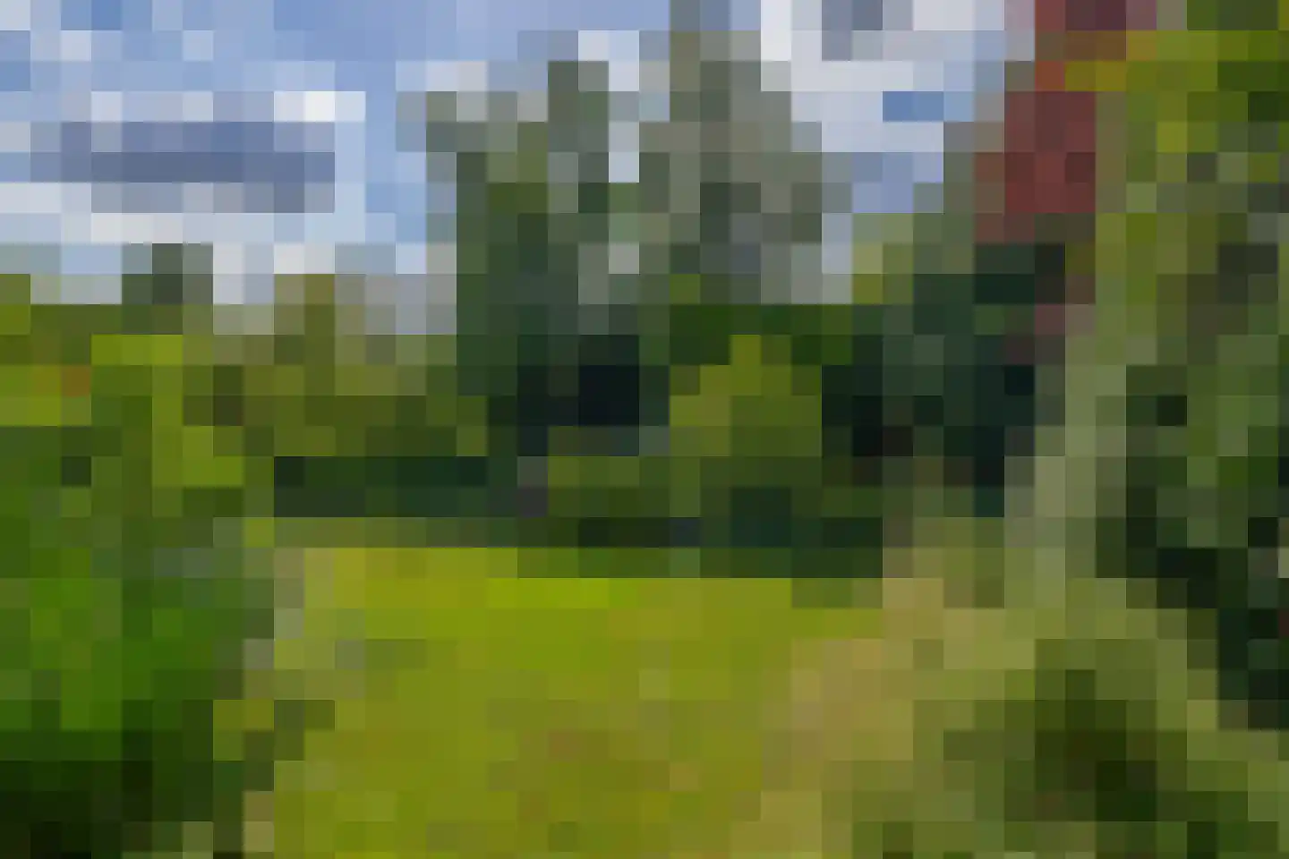 Boksdoorn 1 Krimpen aan den IJssel thumbnail 36