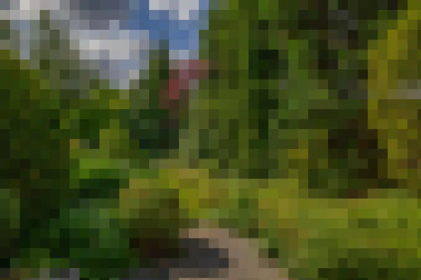 Boksdoorn 1 Krimpen aan den IJssel thumbnail 37