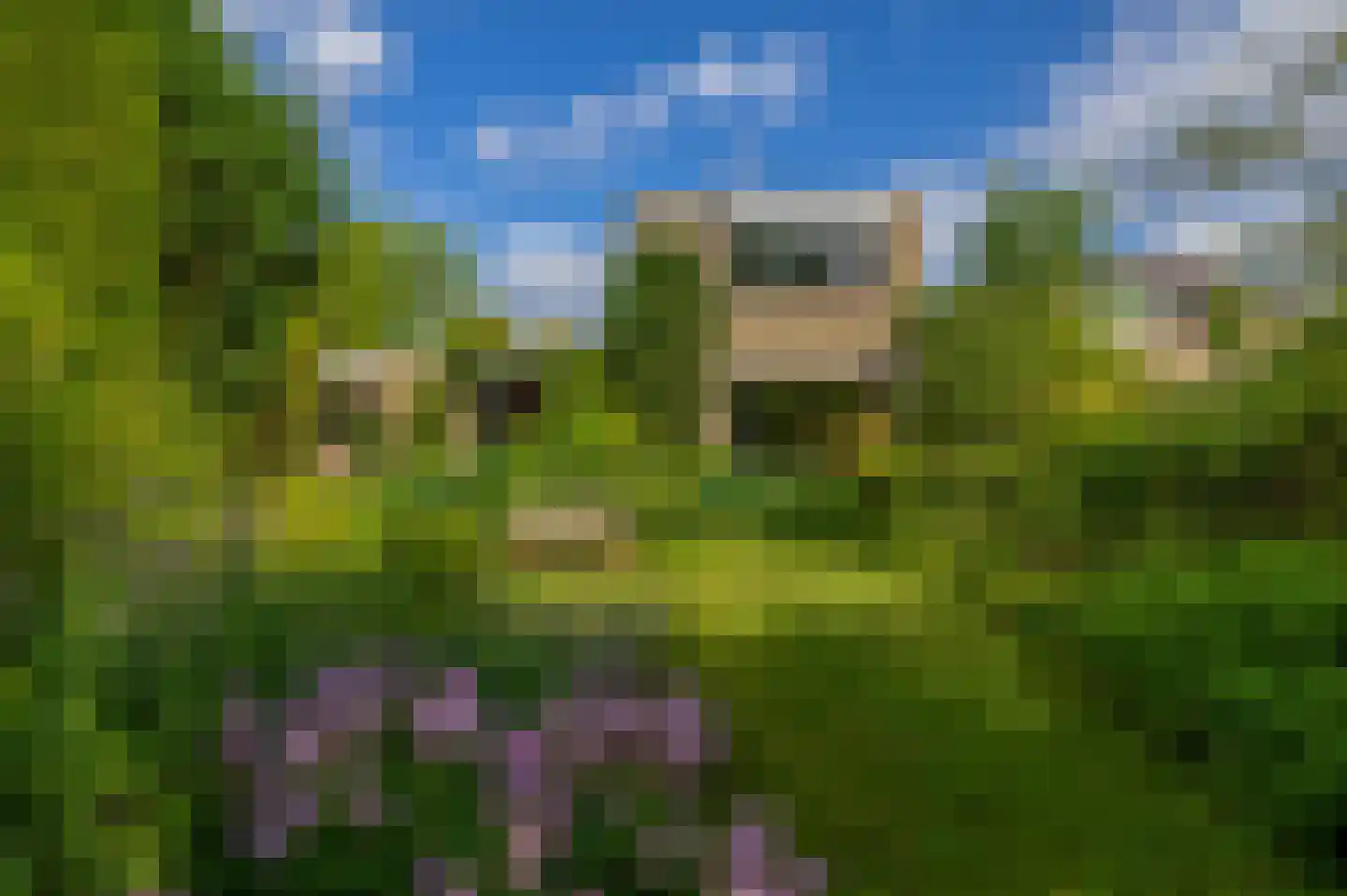 Boksdoorn 1 Krimpen aan den IJssel thumbnail 39