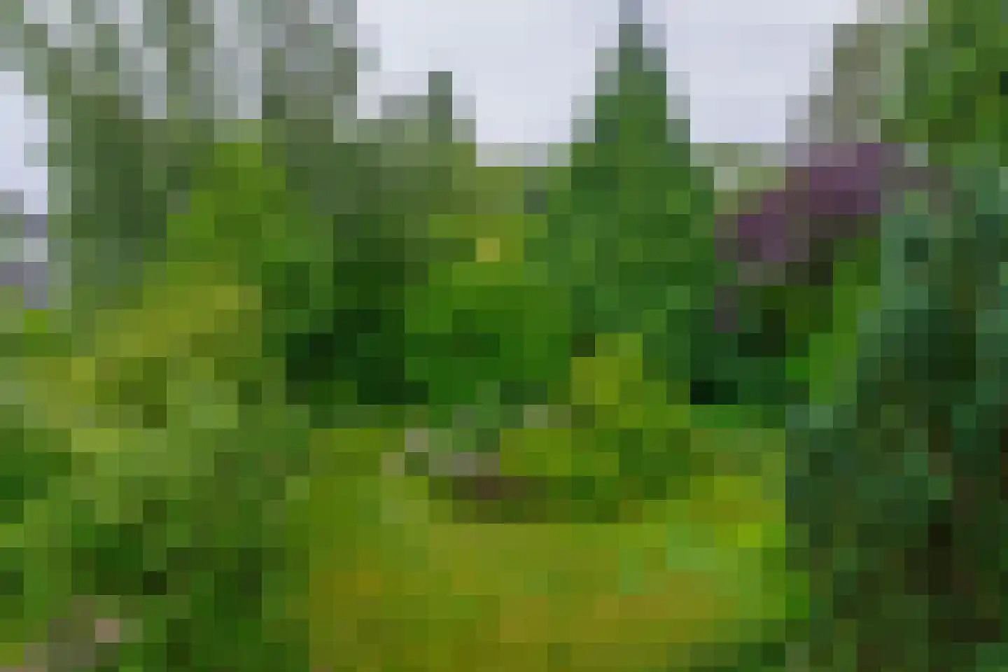 Boksdoorn 1 Krimpen aan den IJssel thumbnail 42
