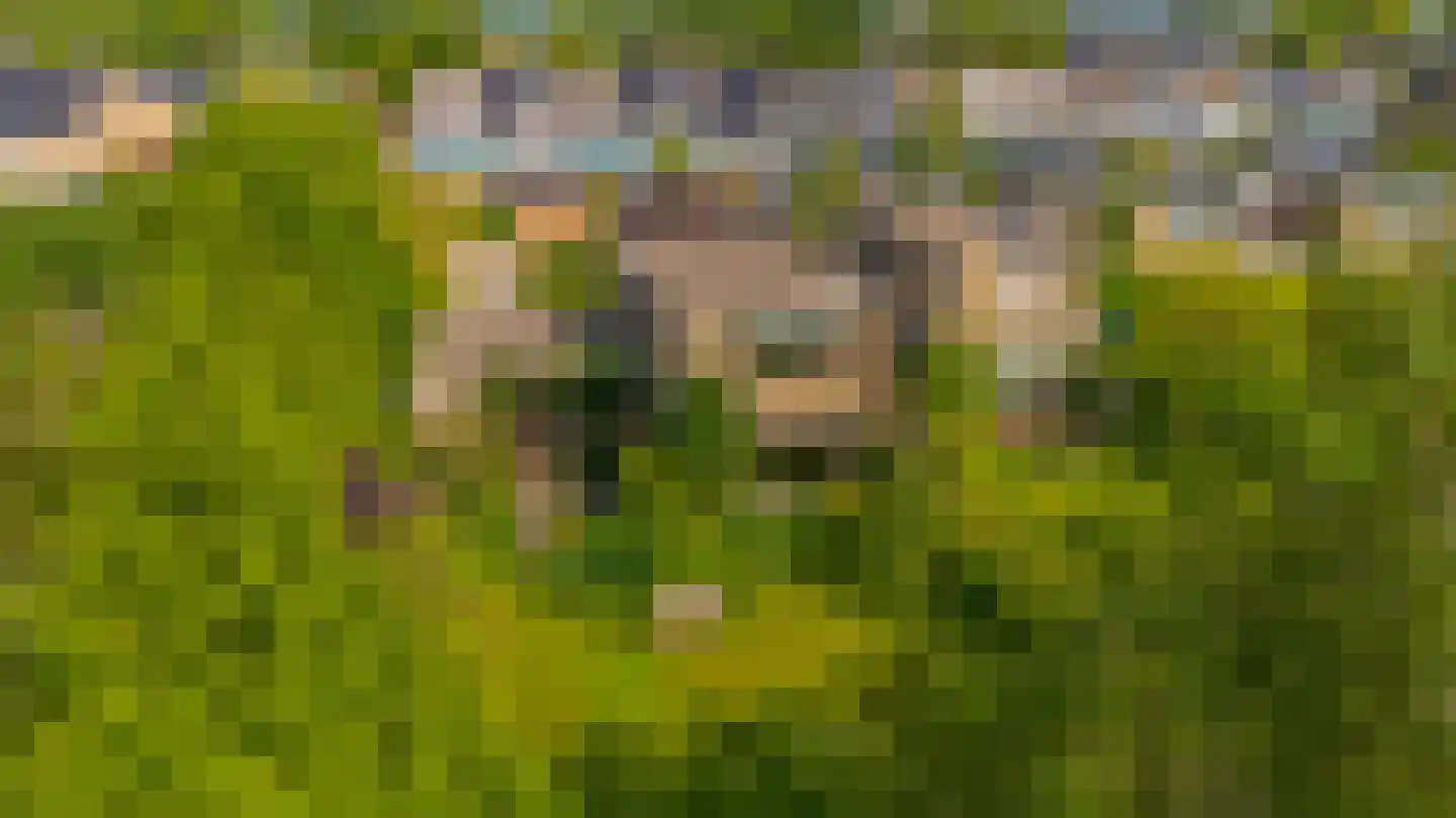 Boksdoorn 1 Krimpen aan den IJssel thumbnail 47