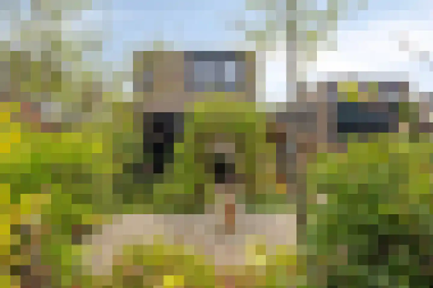 Boksdoorn 3 Krimpen aan den IJssel