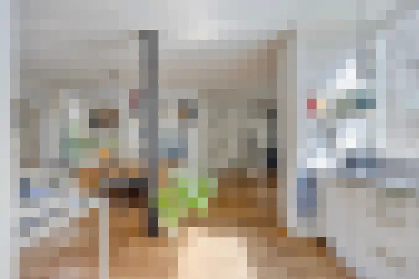 Boksdoorn 3 Krimpen aan den IJssel thumbnail 13