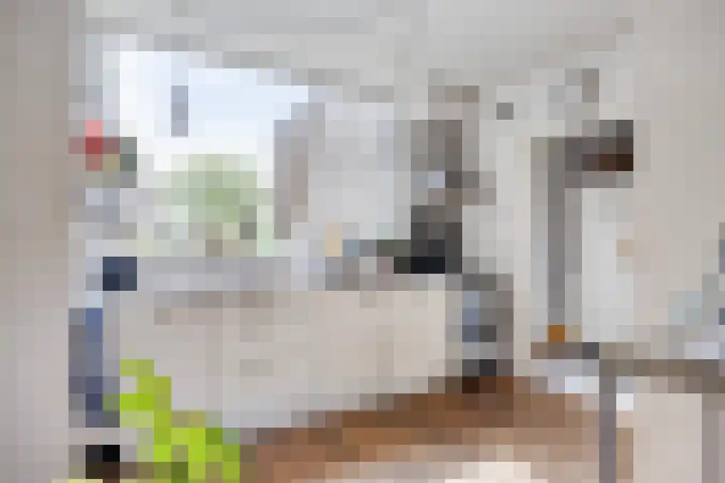 Boksdoorn 3 Krimpen aan den IJssel thumbnail 14