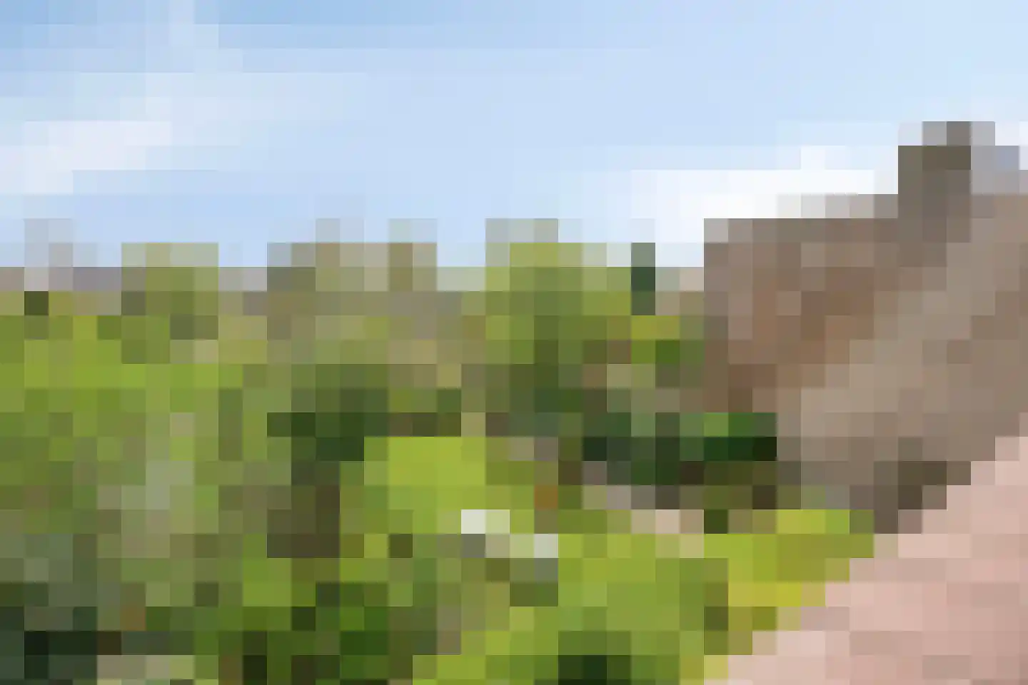 Boksdoorn 3 Krimpen aan den IJssel thumbnail 23